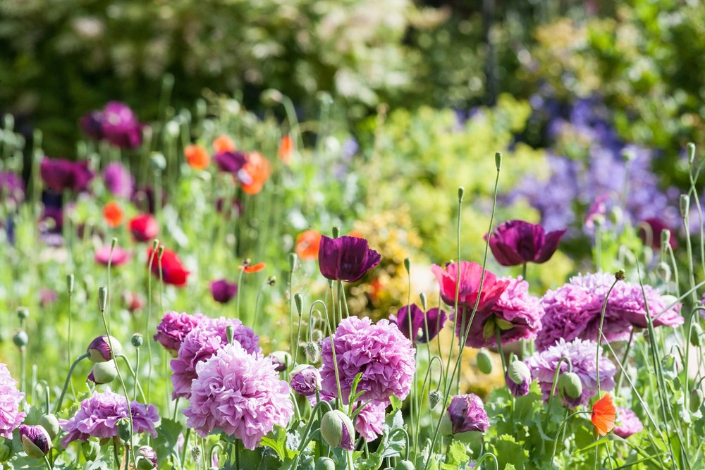 Burçlara Göre Çiçekler-Alya Çiçekçilik-Tabzon çiçek
