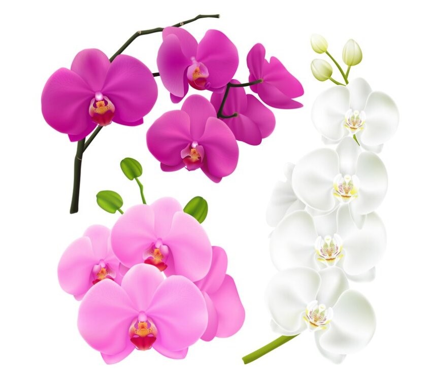 Orkide çiçek bakımı